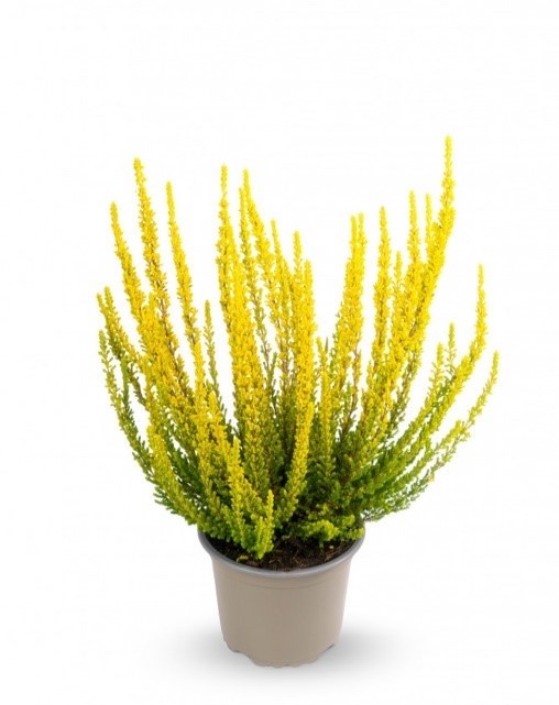 Каллуна обыкновенная Зелда